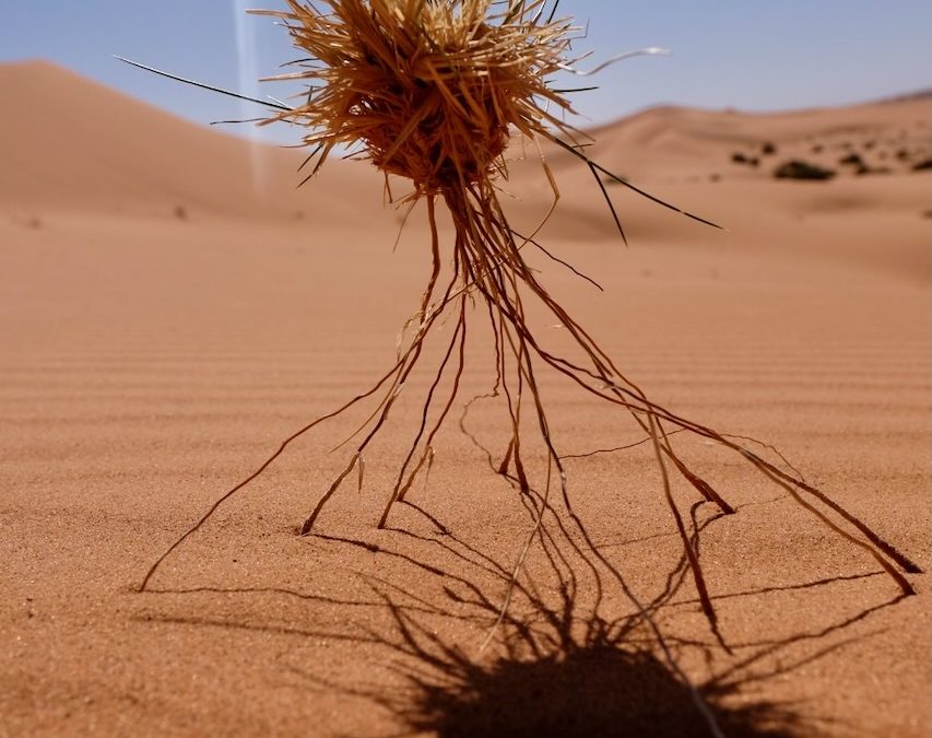 Azilal : Quand la fracture numérique tue le territoire